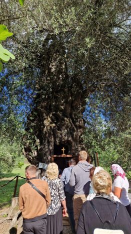 viber_image_2025-10-12_14-51-55-508